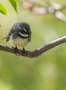 Grey Fantail